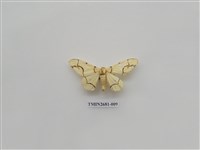 藏品(尺蛾225)的圖片